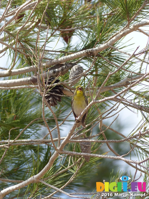 FZ027504 Finch